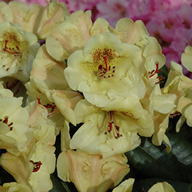 Viscy Rhododendron