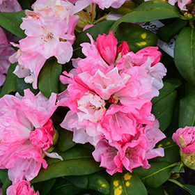 Yaku Prince Rhododendron