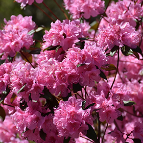 Weston's Aglo Rhododendron