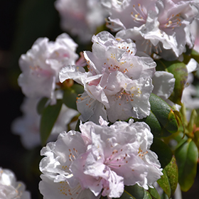 Molly Fordham Rhododendron