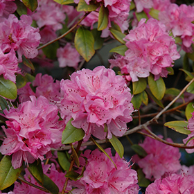 Olga Mezitt Rhododendron