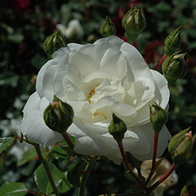 White Dawn Rose