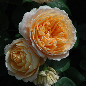 Crown Princess Margareta Rose