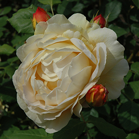 Golden Celebration Rose