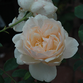 Lichfield Angel Rose