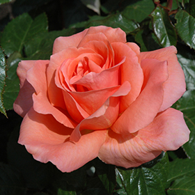 Sweet Fragrance Rose