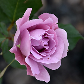 Angel Face Rose