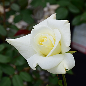 John F. Kennedy Rose