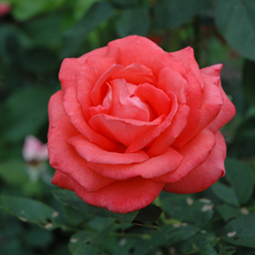 Tropicana Rose