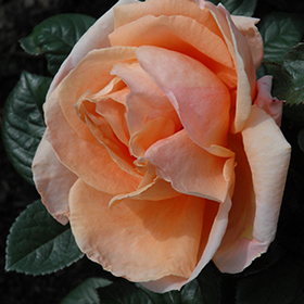 Abbaye De Cluny Rose
