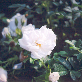 Blanc Double de Coubert Rose