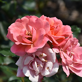 Coral Knock Out&reg; Rose