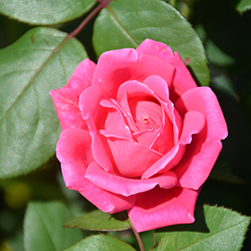 Pink Double Knock Out&reg; Rose