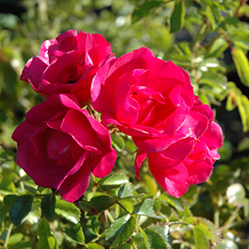 Flower Carpet Pink Rose