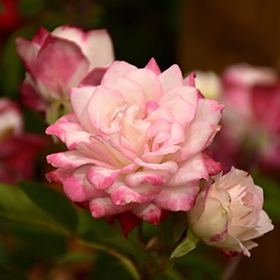 Grace N' Grit&trade; Pink Bicolor Rose