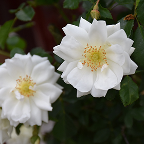Flower Carpet White Rose