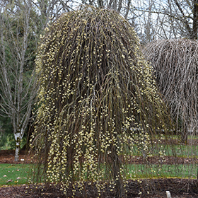 Weeping Pussy Willow