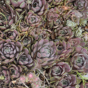 Pacific Blue Ice Hens And Chicks