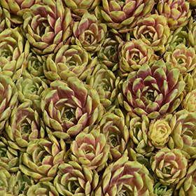 Ruby Heart Hens And Chicks