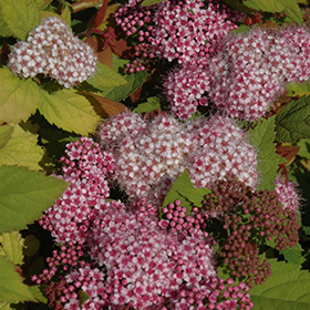 Double Play Big Bang&reg; Spirea