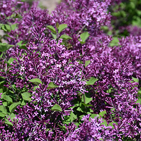 Bloomerang&reg; Dark Purple Lilac