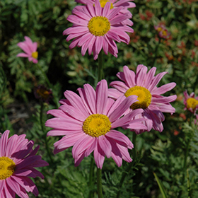 Robinson's Pink Painted Daisy