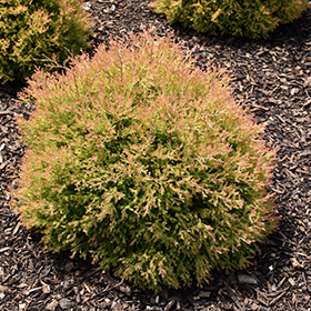 Fire Chief&trade; Arborvitae