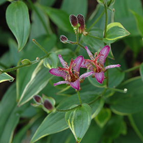 Gilt Edge Toad Lily