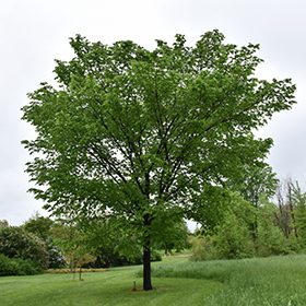 Valley Forge Elm