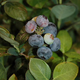Peach Sorbet&reg; Blueberry