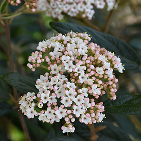 Prague Viburnum