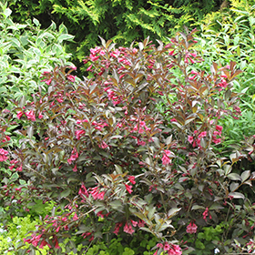 Midnight Wine&reg; Weigela