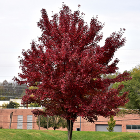 Brandywine Red Maple