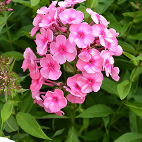 Coral Creme Drop&trade; Garden Phlox