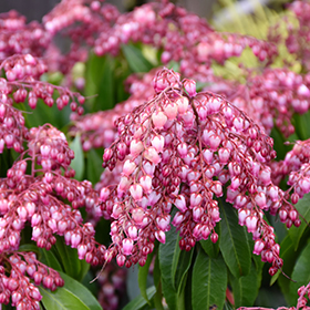 Katsura Japanese Pieris