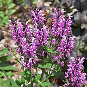 Color Spires&reg; Back to the Fuchsia Sage