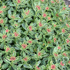 Variegated Russian Stonecrop