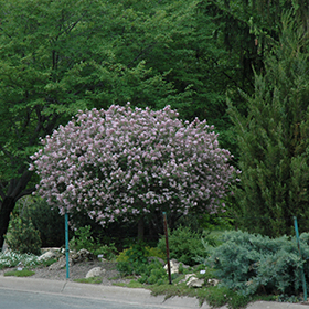 Dwarf Korean Lilac (tree form)
