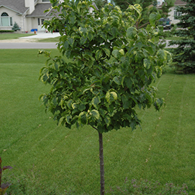 Golden Eclipse Japanese Tree Lilac
