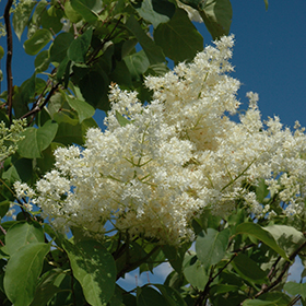 Ivory Silk Tree Lilac (tree form)