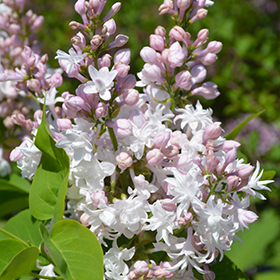 Beauty of Moscow Lilac