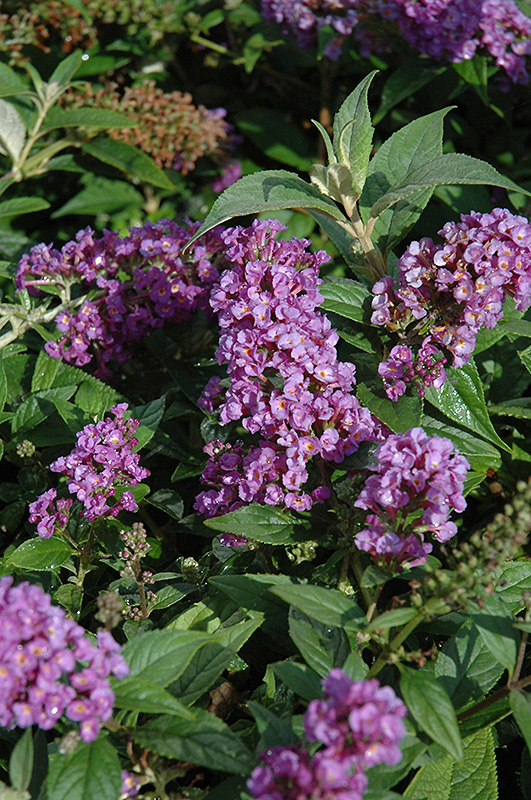 Lo & Behold&reg; Purple Haze Butterfly Bush