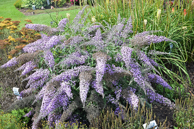 Grand Cascade Butterfly Bush