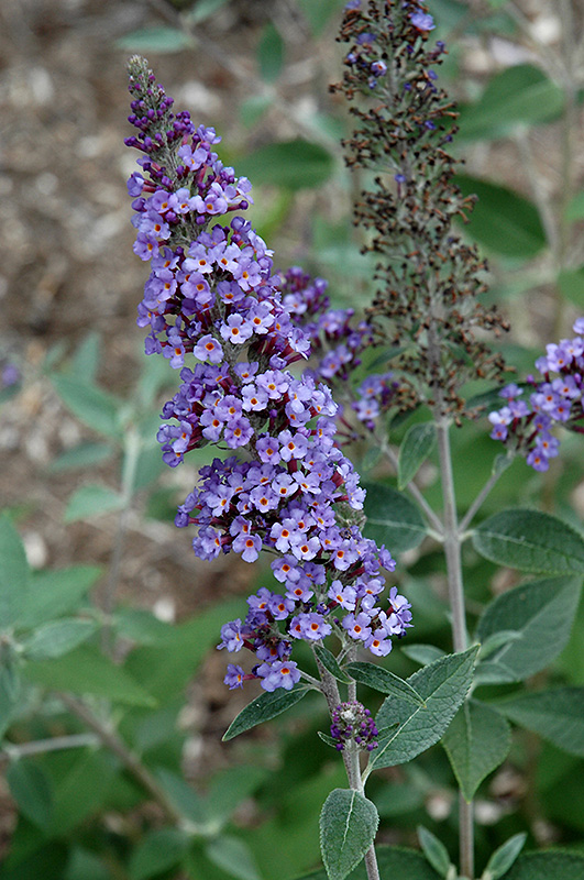 True Blue Butterfly Bush