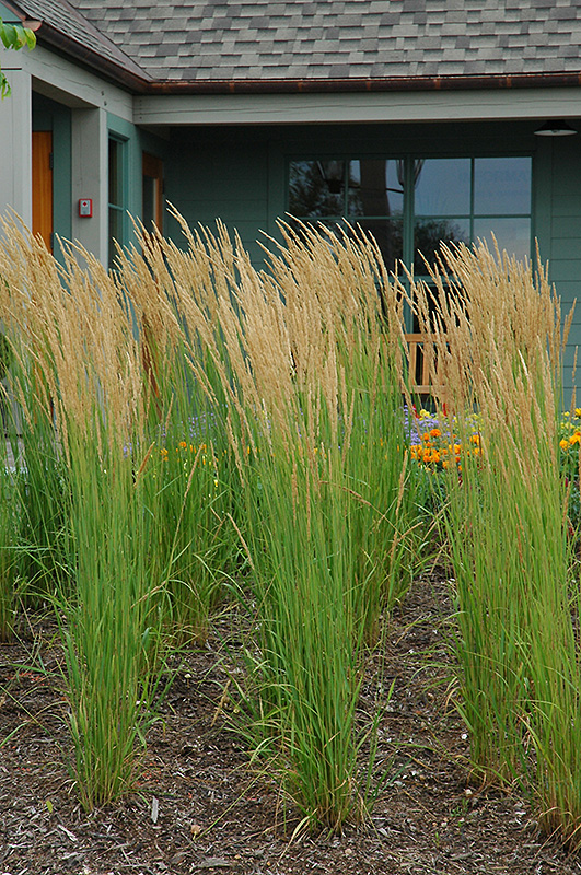 Karl Foerster Reed Grass