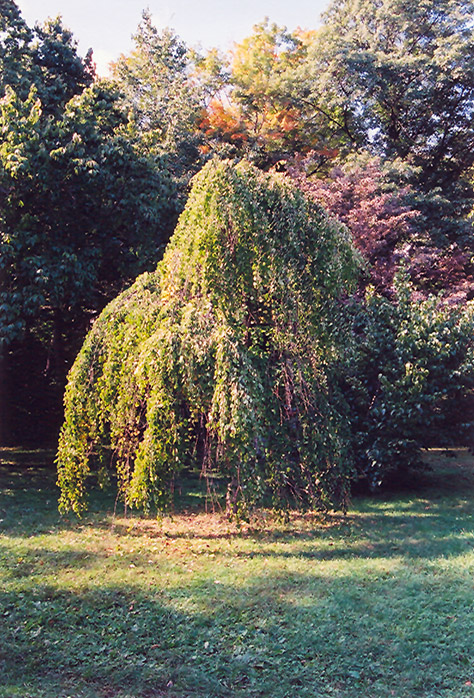 Morioka Weeping Katsura Tree