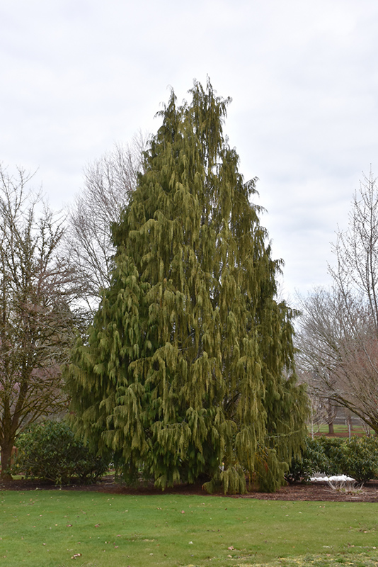 Weeping Nootka Cypress