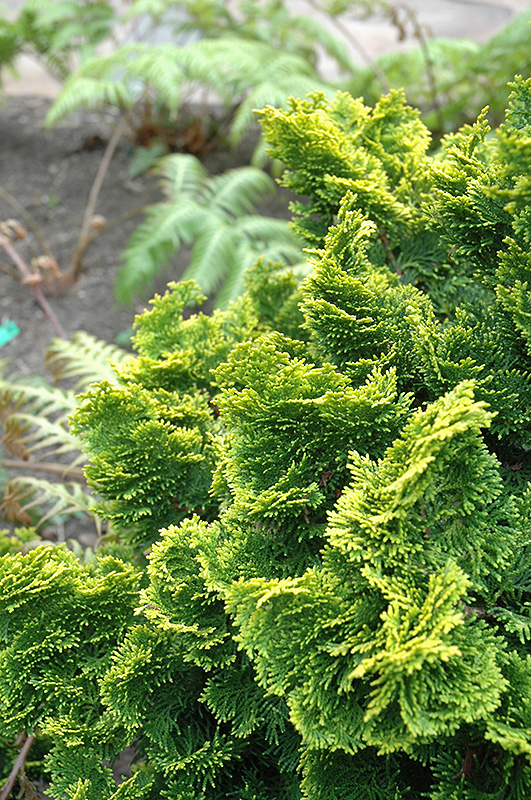 Dwarf Golden Hinoki Falsecypress