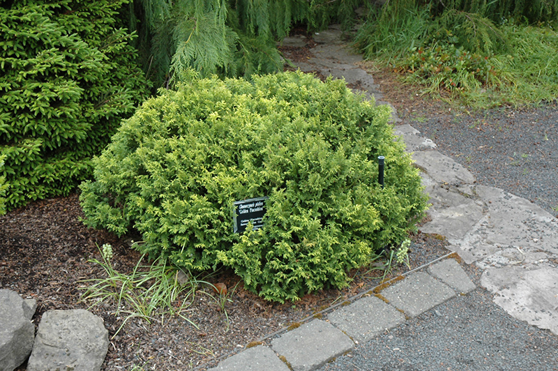 Golden Pin Cushion Falsecypress