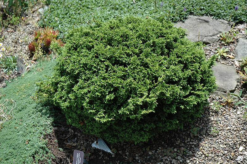 Tsukumo Falsecypress